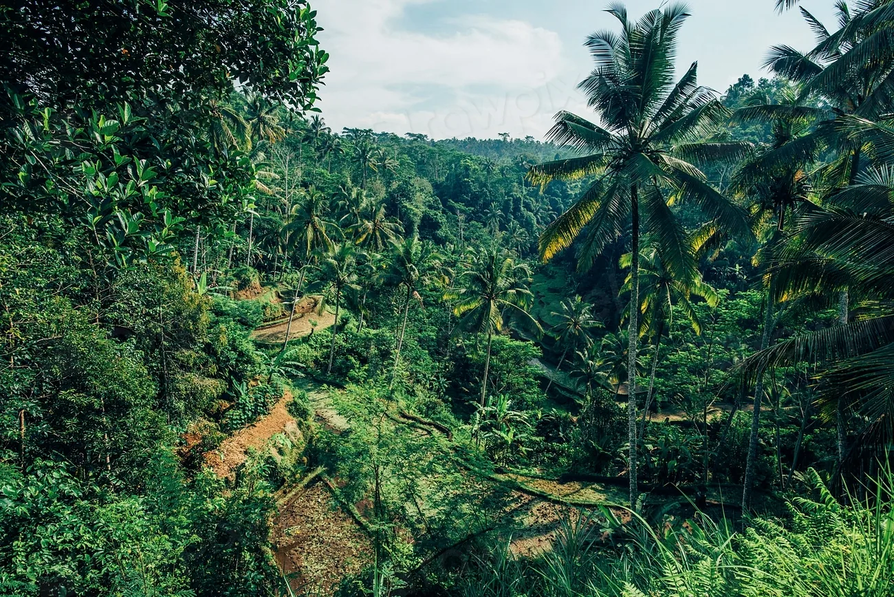 A green valley of jungle and rice fields