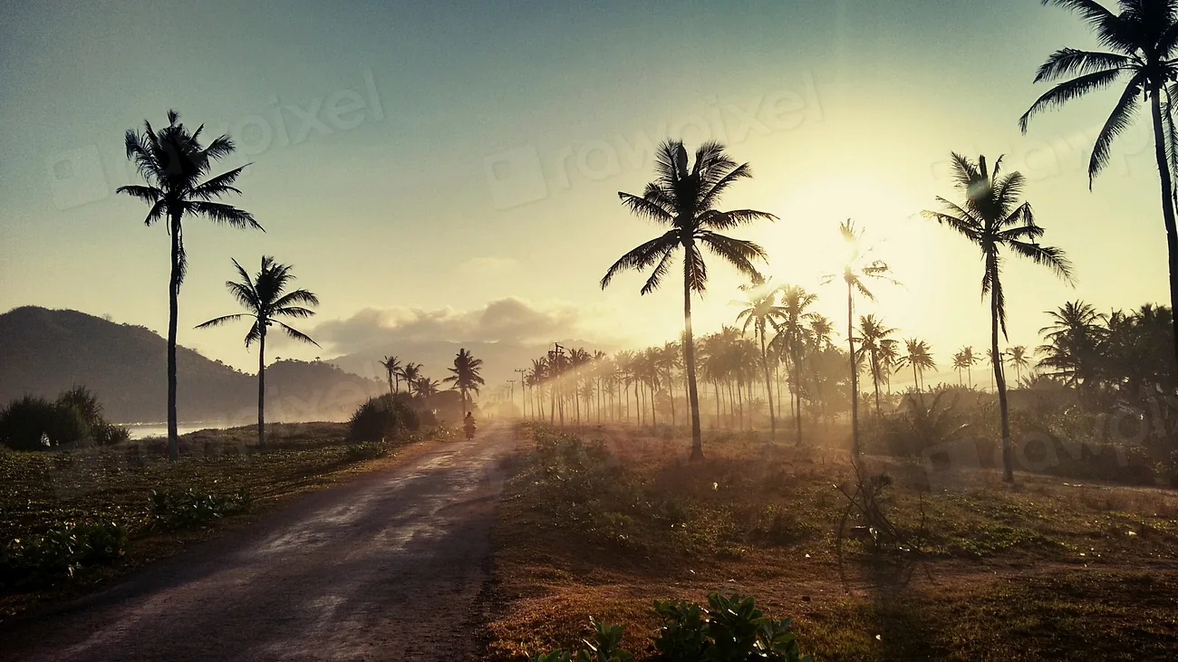 A road lined with coconut palms at dawn