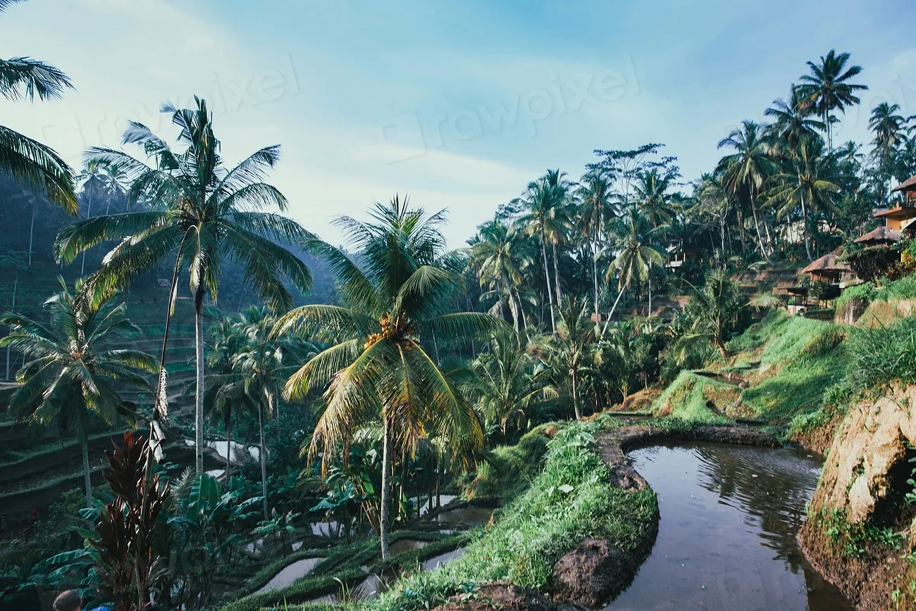 Coconut palms along a river valley