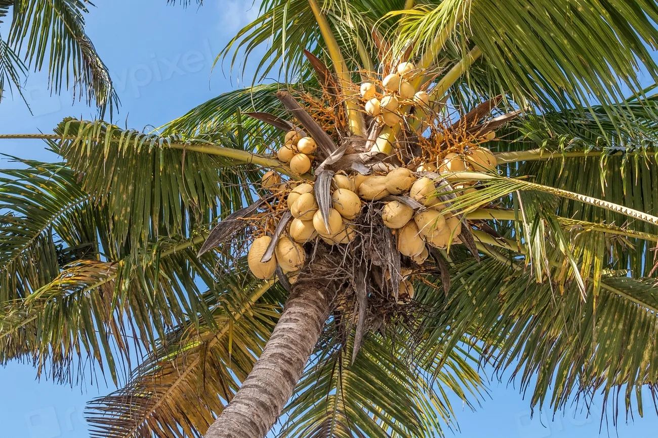 Coconuts clustered in a palm crown