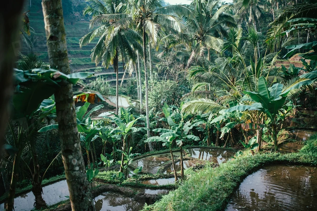 Dense tropical foliage beside still water