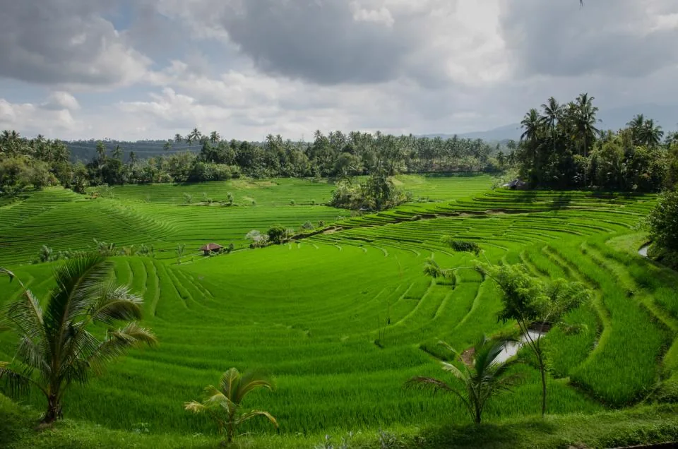 Wide rice terraces with palms and farmland